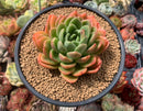 Echeveria Agavoides 'Apple Lips' 4" Succulent Plant