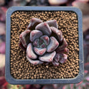 Echeveria 'Tremolo' 1" Succulent Plant