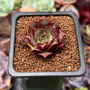 Echeveria 'Longissima' 1" Small Succulent Plant