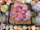 Echeveria 'Suyon Frill' Variegated 3" Succulent Plant