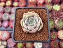 Echeveria 'Ensemble' 1" New Hybrid Succulent Plant