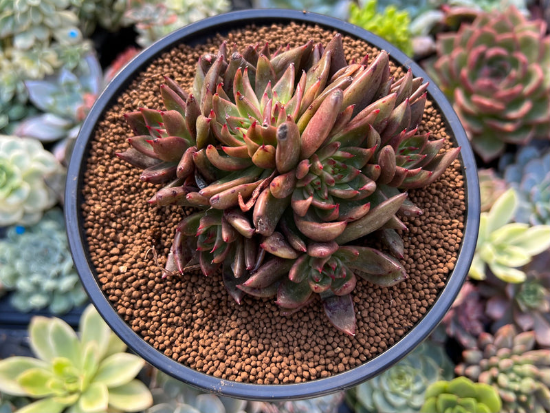 bronze succulent Echeveria Agavoides 'Bronze Beauty' 4" Cluster With Crest Succulent Pl –  True Succulents Plant Co