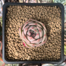 Echeveria 'Carrarian' 1" Succulent Plant