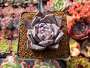 Echeveria 'Black Sabbath' 3” Succulent Plant