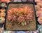 Echeveria Agavoides 'Elk Horn' Crested Cluster 3"-4" Succulent Plant