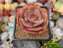 Echeveria 'Sunshine' New Hybrid 2" Succulent Plant