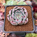 Echeveria 'Carla' 2" Succulent Plant