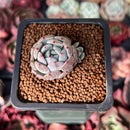 Echeveria 'Viyant' 1" Succulent Plant