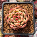 Echeveria 'Chanel' 2" Succulent Plant