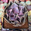 Echeveria 'Valkyrie' 3" Succulent Plant