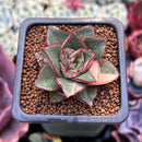 Echeveria 'Monocerotis' Variegated 1" Succulent Plant