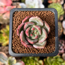 Echeveria 'White Champaign' 1" Succulent Plant