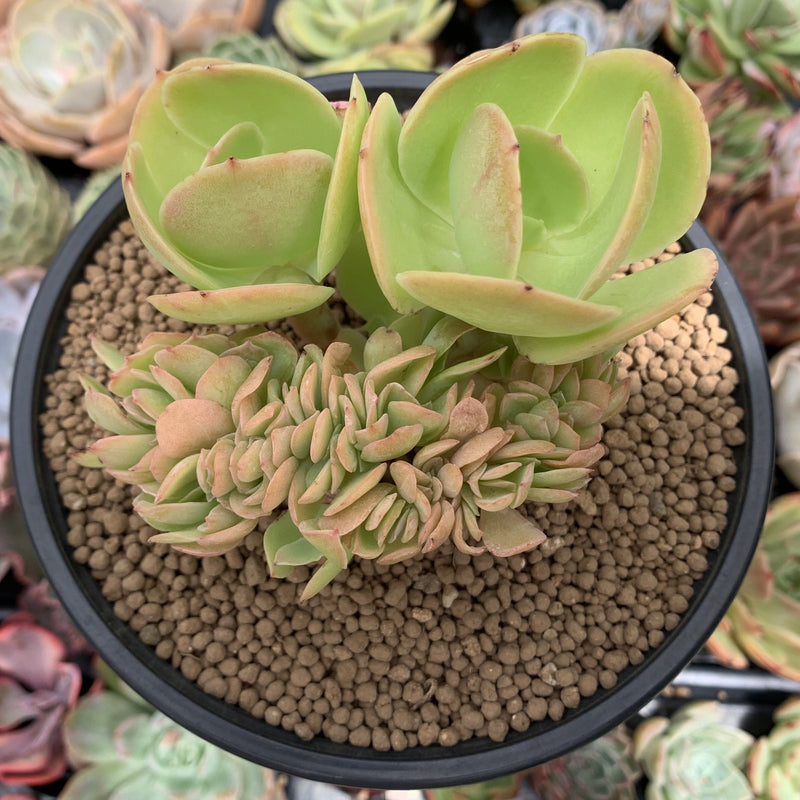 peach pride succulent Echeveria 'Pallida' Crested 3"-4" Succulent Plant – True Succulents Plant Co
