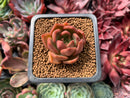 Echeveria Agavoides 'Lily Maria' 1" Succulent Plant