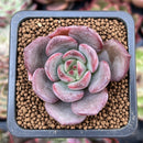 Echeveria 'Monet' 1" New Hybrid Succulent Plant