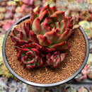 Echeveria Agavoides 'Amestro' 4" Succulent Plant