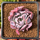 Echeveria 'Trumpet Pinky' 1"-2" Succulent Plant