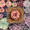 Echeveria Agavoides sp. 1/2" Succulent Plant