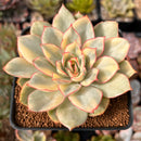 Echeveria 'Esther' Variegated 3" Succulent Plant