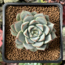Echeveria 'White Gold' 2" Succulent Plant
