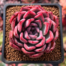 Echeveria 'Black Swan' 2"  Succulent Plant