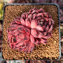 Echeveria 'Nomad' 2" Cluster Succulent Plant