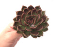 Echeveria Agavoides 'Black Queen' Large 4" Rare Succulent Plant