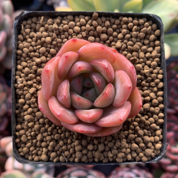 Echeveria 'Pink Roy' 1" New Hybrid Succulent Plant