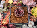 Echeveria 'Fushike' 1" Succulent Plant
