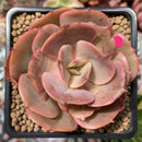 Echeveria 'Sunshine' New Hybrid 2" Succulent Plant