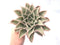 Echeveria 'Madiba’ Extra Large Specimen 8” Rare Succulent Plant