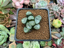 Haworthia Maughanii sp. 1"-2" Succulent Plant