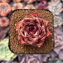 Echeveria Agavoides 'Ebony' Hybrid 2" Succulent Plant