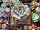 Echeveria 'Lilacina' Mutated 2" Powdery Succulent Plant
