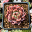 Echeveria 'Sharman' 1"-2" Succulent Plant