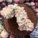 Echeveria 'Pulvinata 'Frosty' Crested 3" Succulent Plant