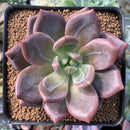 Echeveria Agavoides 'Baekya' 3" Succulent Plant