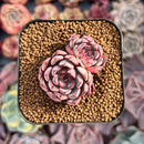 Echeveria 'Wiz Beauty' 1" Succulent Plant
