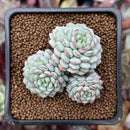 Echeveria 'Pearl Bean' 1" Cluster New Hybrid Succulent Plant