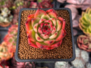 Echeveria Agavoides 'Rose Garnet' 2" Succulent Plant