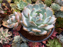 Echeveria 'Orange Monroe' Large Double Head 6" Succulent Plant