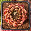 Echeveria Agavoides 'Sarabony' 2" Succulent Plant