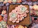 Echeveria 'Pink Spot' 2" Cluster Succulent Plant