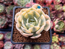 Echeveria Runyonii Variegated (Aka Echeveria 'Akaihosi' Variegated) 2" Succulent Plant