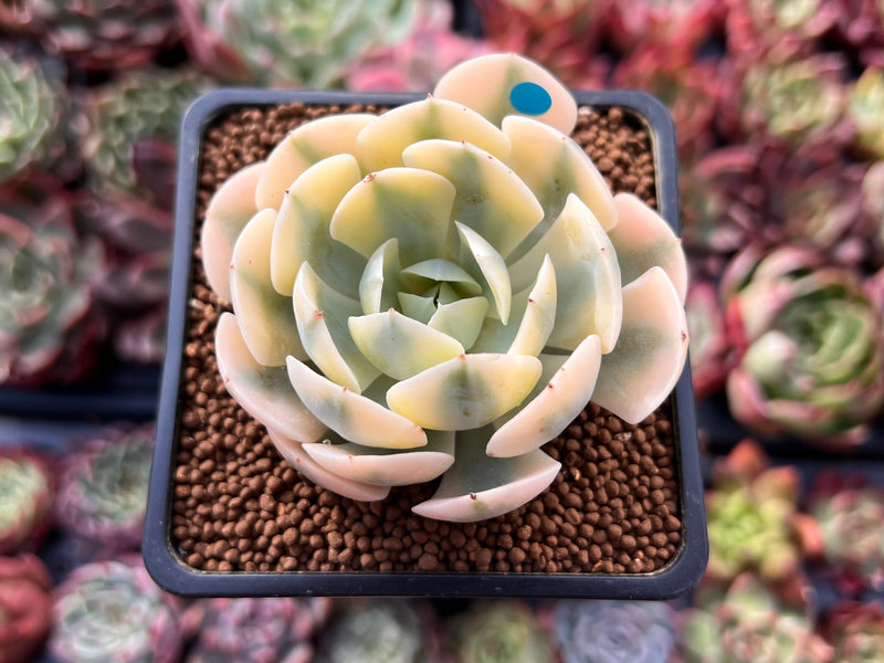 runyonii succulent Echeveria Runyonii Variegated (Aka Echeveria 'Akaihosi' Variegated) 2" –  True Succulents Plant Co