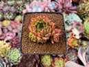 Echeveria Agavoides 'Sarabony' 2"-3" Cluster Succulent Plant