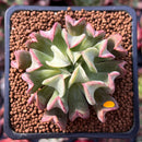 Echeveria 'Black Hawk' 2" Succulent Plant