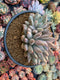 Pachyveria Venus Cluster 4” Succulent Plant