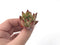 Echeveria Agavoides 'Casio' 1" Seedling Succulent Plant