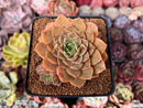 Echeveria 'Roman' Lightly Variegated 3" Cluster Succulent Plant